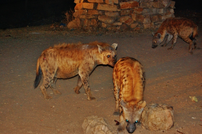 hyènes harar